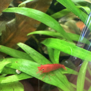 Vends crevettes Bloody Mary