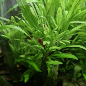 RED CHERRY