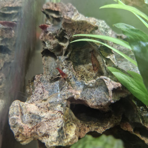 RED CHERRY
