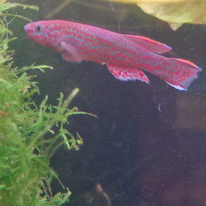 Fundolopanchax Gardneri