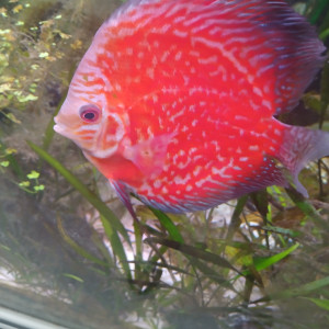 DISCUS