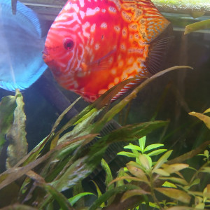 DISCUS