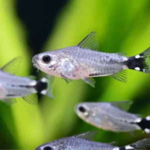 Corydoras hastatus