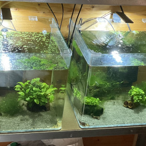 2 aquariums dennerle 70l