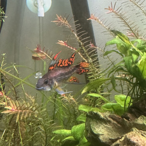 Apistogramma Cacatuoides double red Mâle