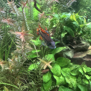 Apistogramma Cacatuoides double red Mâle