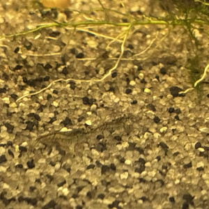 Crevette neocaridina grise