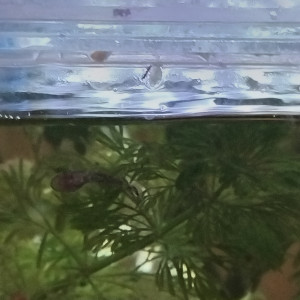 Poisson