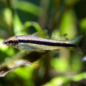 Loche de rivière