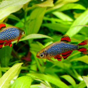 Microrasbora galaxie