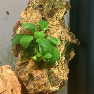 Anubia nana tropical fixée surOKKOO STONES DE + de 13 cms