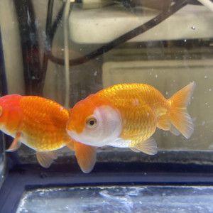 Ranchu
