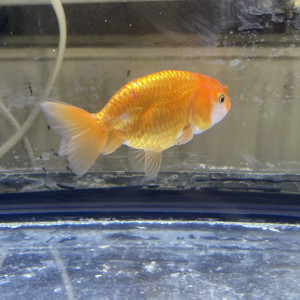 Ranchu