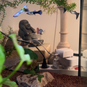 Don Guppys