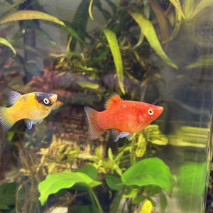 Platys