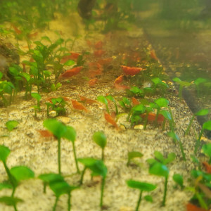 Crevettes Neocaridina Red Cherry