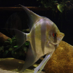 Altum orinoco f1