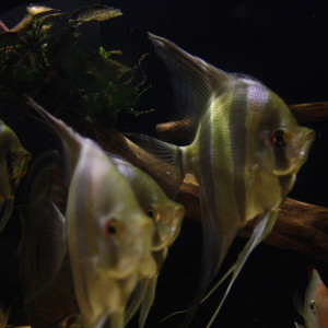 Altum orinoco f1