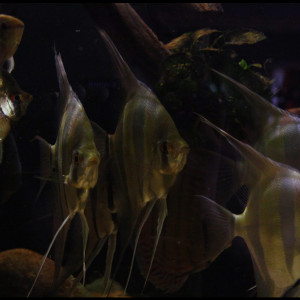 Altum orinoco f1