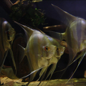 Altum orinoco f1