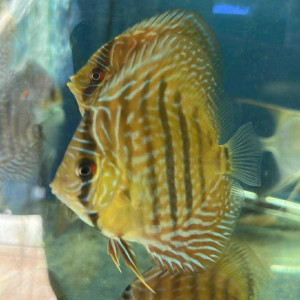 Discus ica red