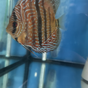 Discus ica red