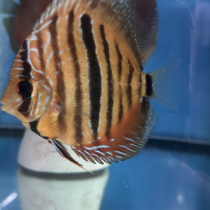 Discus ica red