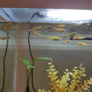 Guppy endler male