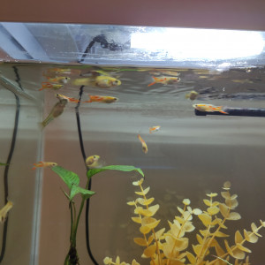 Guppy endler male