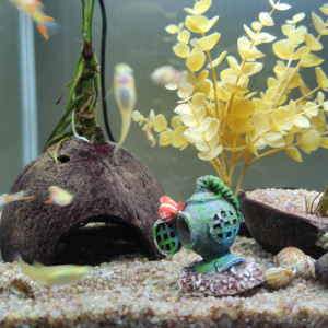 Guppy endler male