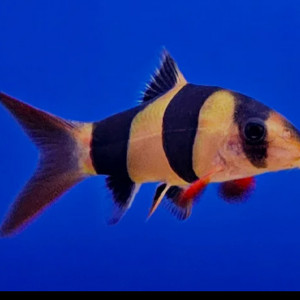 Loche clown