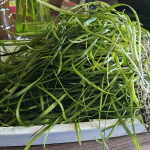 Helanthium tenellum (Echinodorus tenellus, variété "grass-like") 🌱
