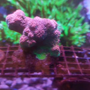 hyacintus Red Planet