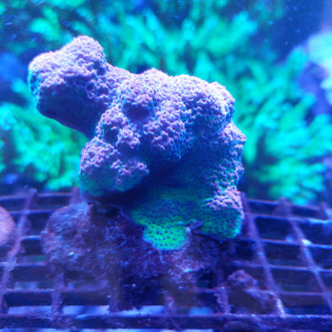 hyacintus Red Planet