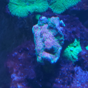hyacintus Red Planet