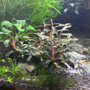 Brucephalandra a donner