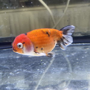Ranchu