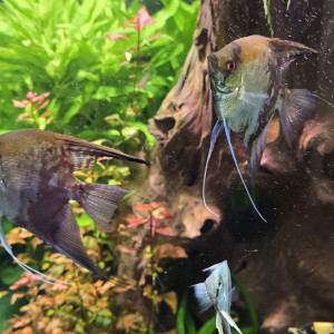 Couple scalaire