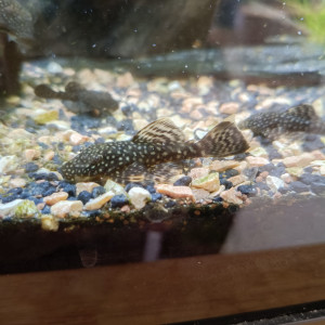 Ancistrus