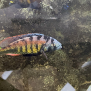 Haplochromis ch44