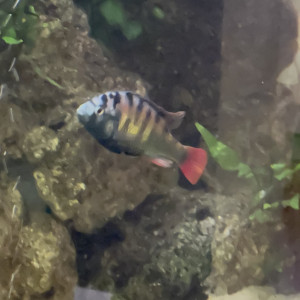 Haplochromis ch44