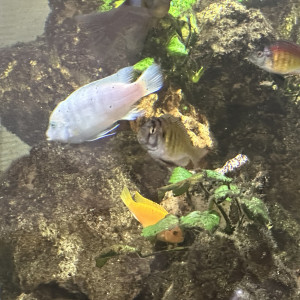 Couple Maylandia Estherae Minos Reef