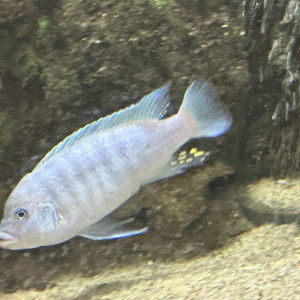 Couple Maylandia Estherae Minos Reef