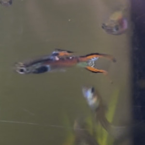 Guppy endler