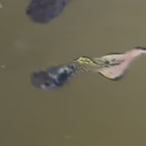 Guppy endler