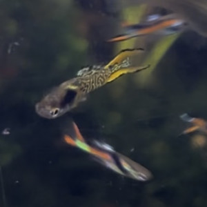 Guppy endler
