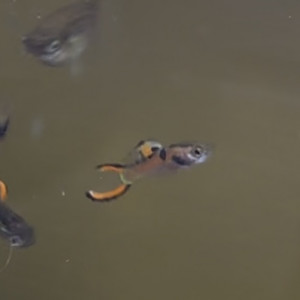 Guppy endler