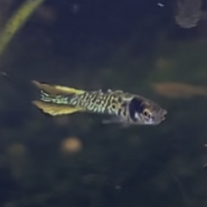 Guppy endler