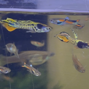 Guppy endler