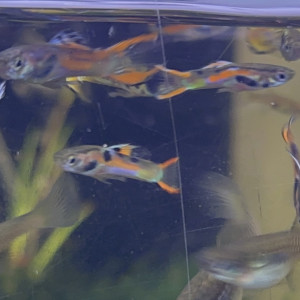 Guppy endler